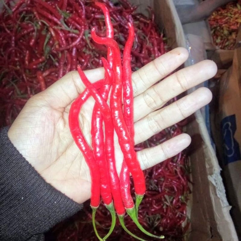 

Cabe Merah keriting 1kg