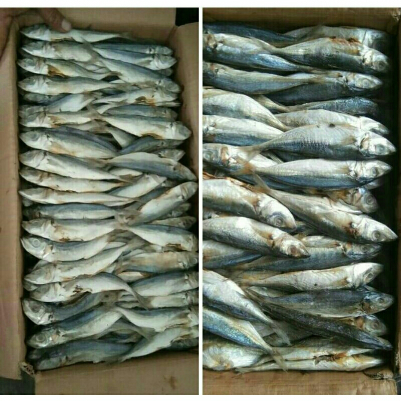 

GROSER OBRAL!!! 1kg GEREH PEDA/PEDO K2 SUPER PREMIUM