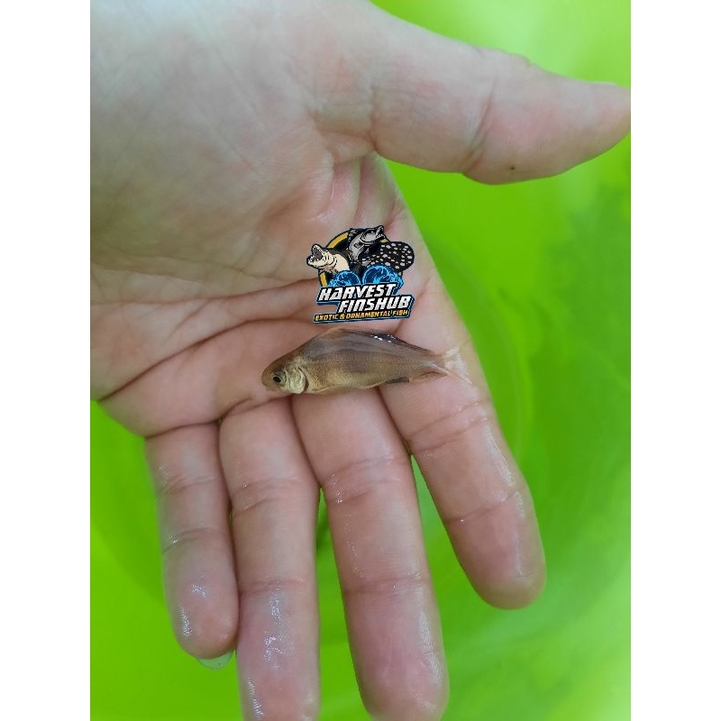 chinese high fin/chf