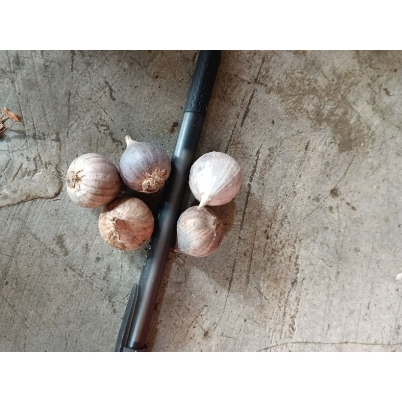 

Bawang putih tunggal Fress 500/gram Sedang