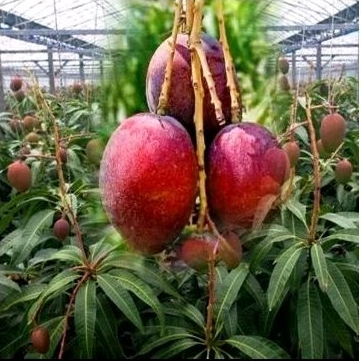 

beli 2 gratis 1 mangga Miyazaki asli cepat berbuah