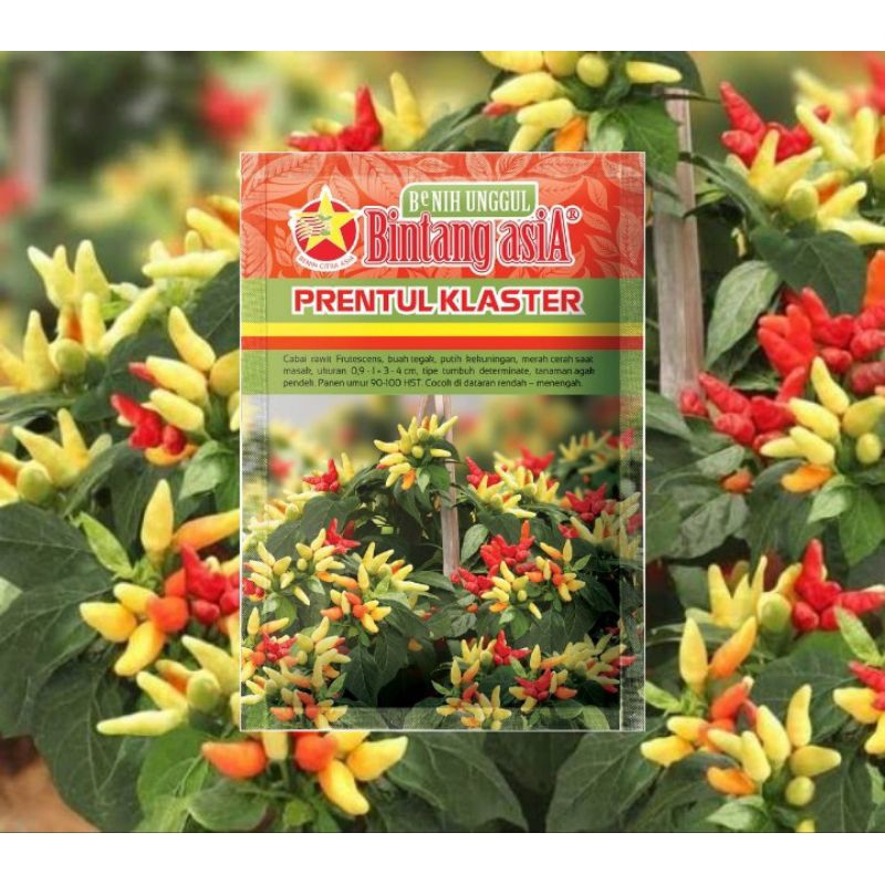 100 Biji Cabe Prentul Klaster | Benih Cabe Prentul  | Benih Sayuran