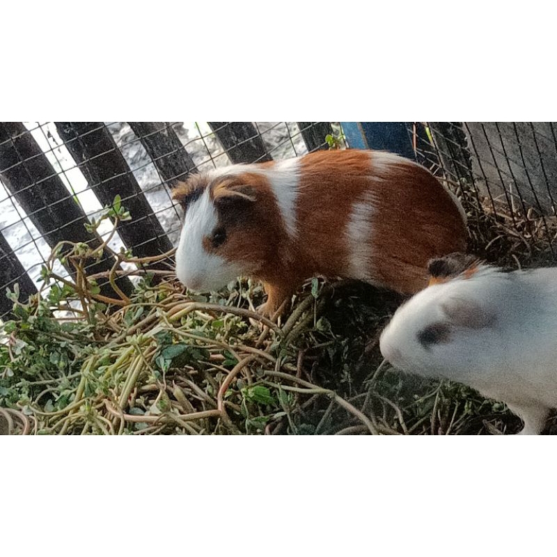 Marmut 3 warna , 2 warna, polosan & marmut jabrik