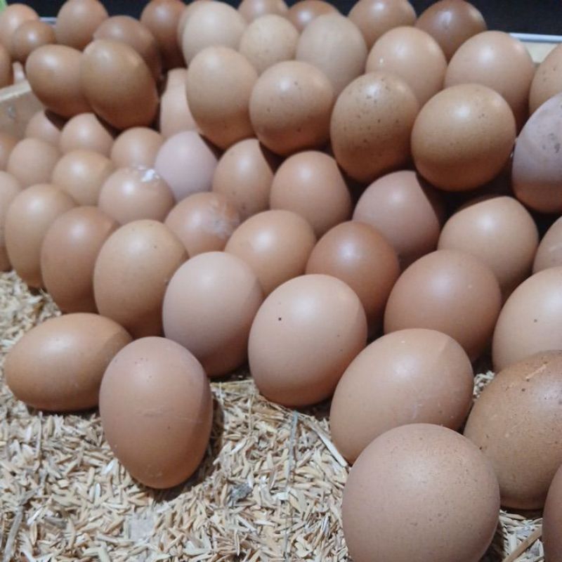 

Telur ayam negeri