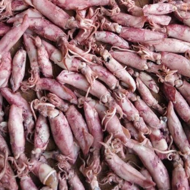 

Promotion SayurHD Cumi Asin 1gr