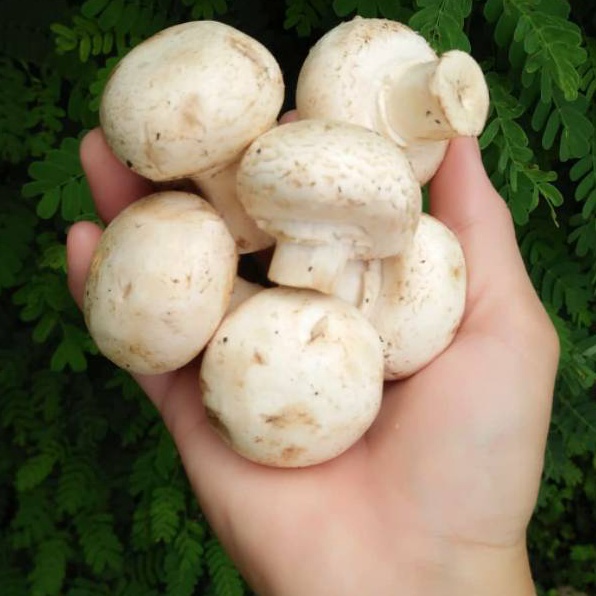 

Miliki sekarang Jamur Kancing Champignon Mushrooms