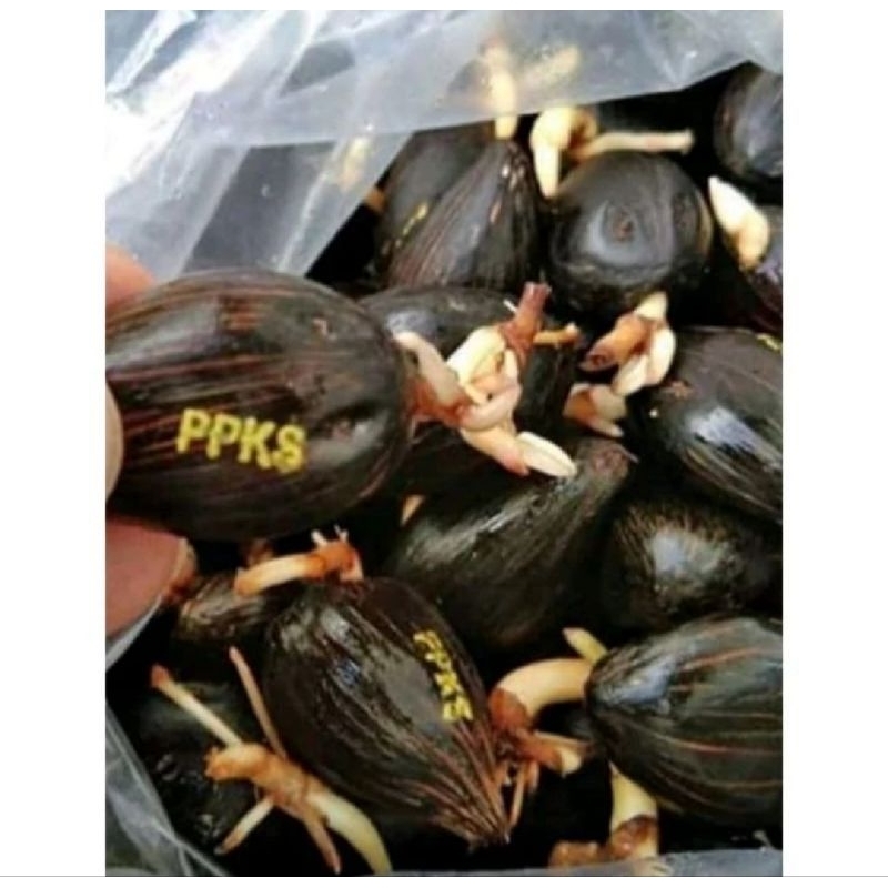 100 butir Benih Unggul sawit PPKS DXP MEDAN