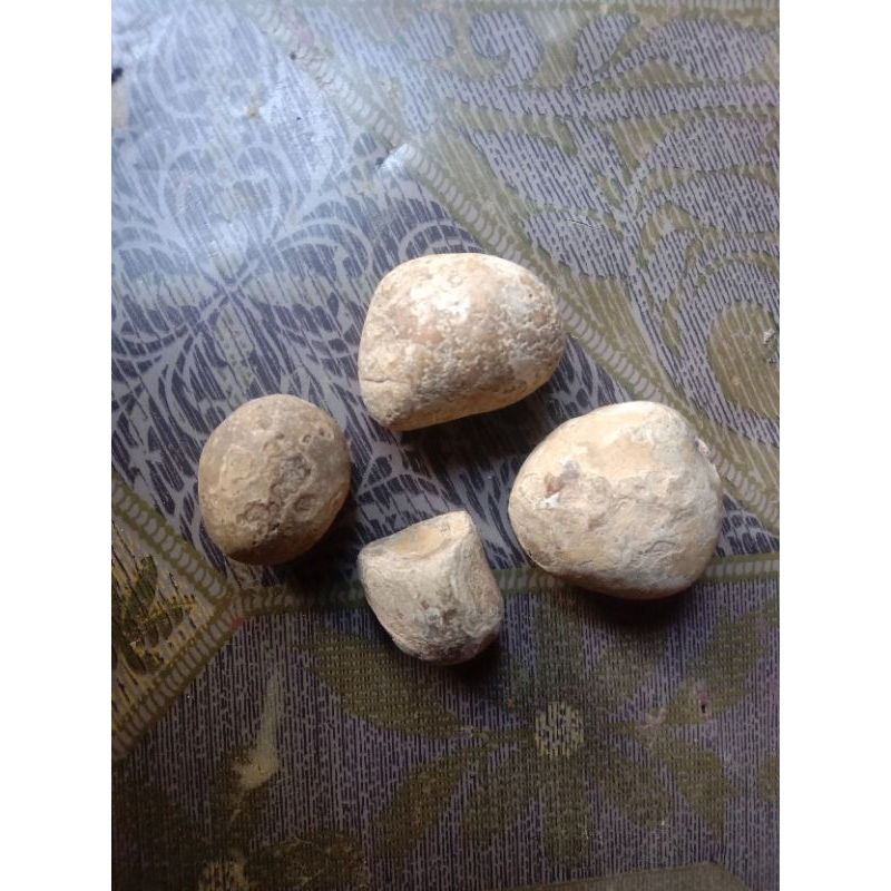 

Bezoar babi hutan(batu dari dalam organ tubuh babi hutan)(ASLI)
