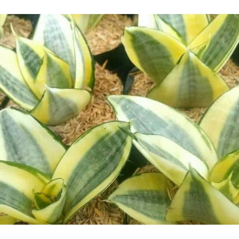 tanaman Lidah mertua mini kuning