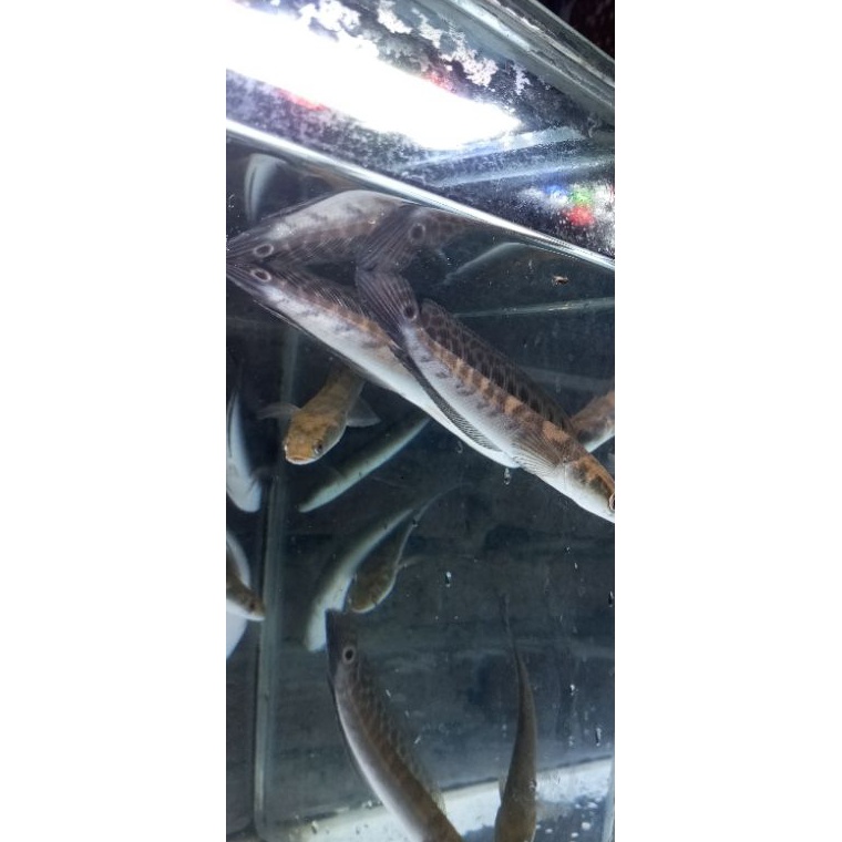 ART B83K MARU BORNEO SIMET 1114CM