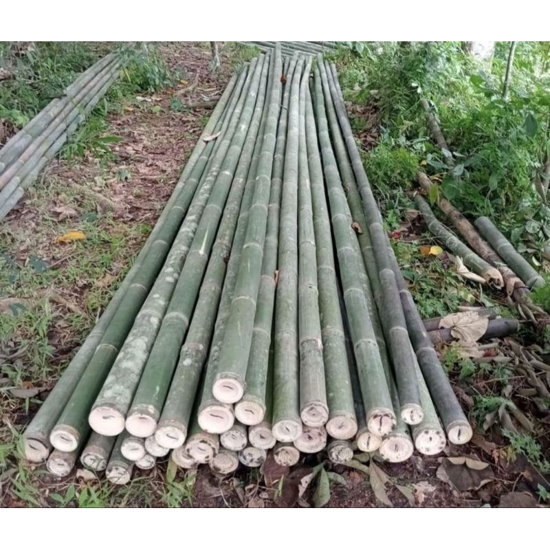 Bambu Steger / Bambu Petung / Bambu Proyek