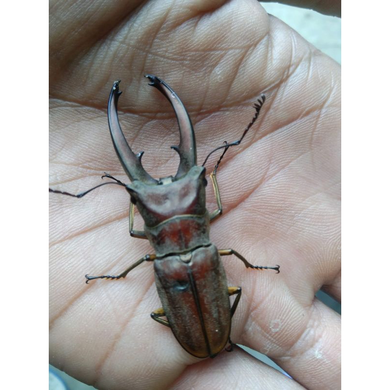 Kumbang capit hidup Cyclommatus elaphus