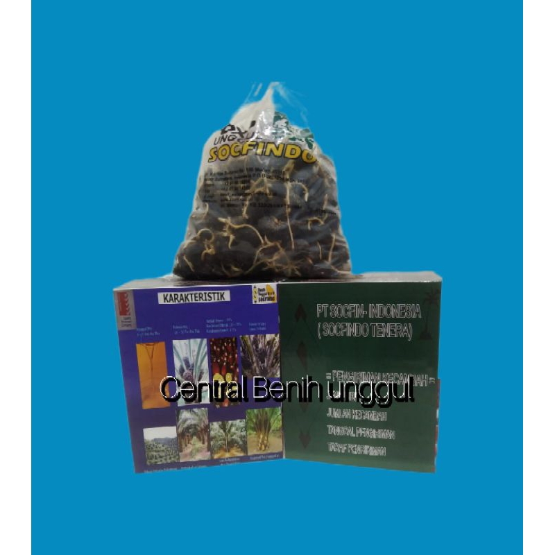 bibit benih kecambah sawit unggul DxP SOCFINDO