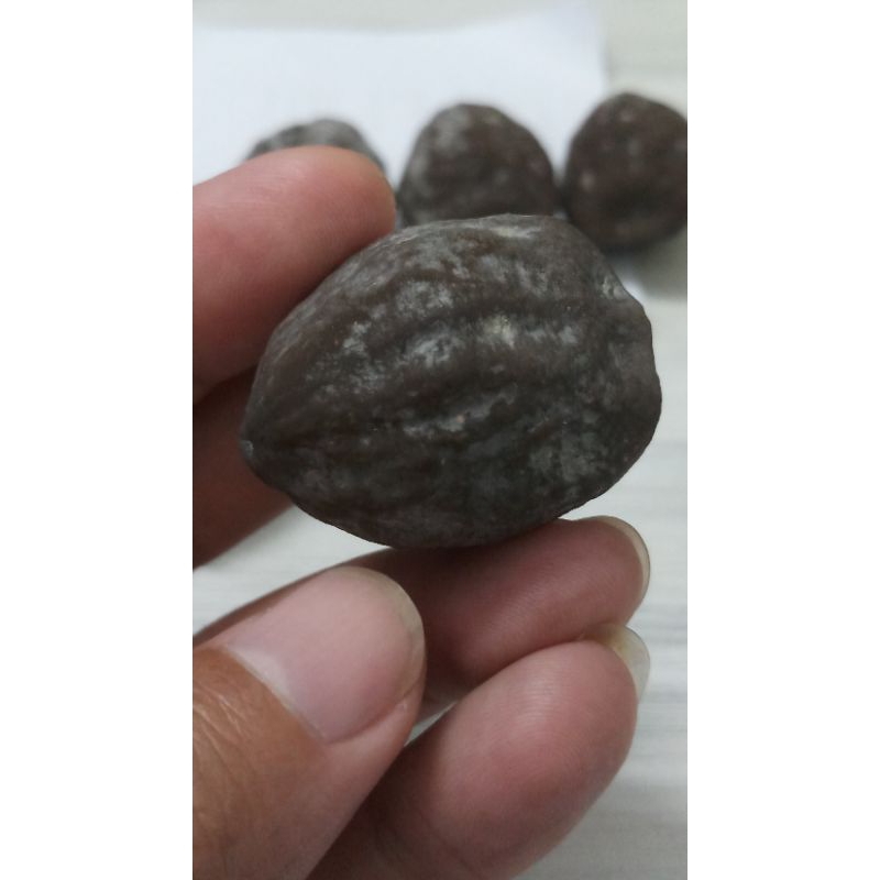 muncang adu jayanti semar induk