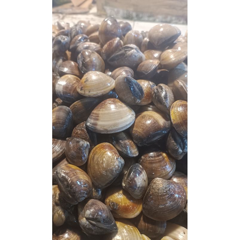 

Kerang Kepah Ale Ale Lauk Segar Pontianak