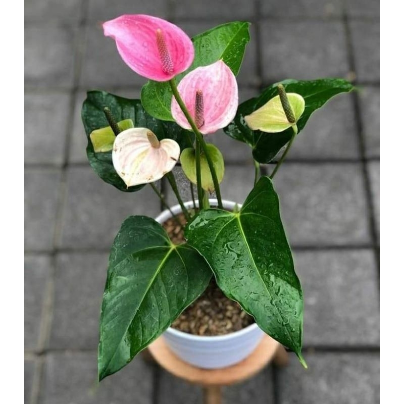 Tanaman hias anthurium mickey presiden  /anthurium miki presiden rimbun