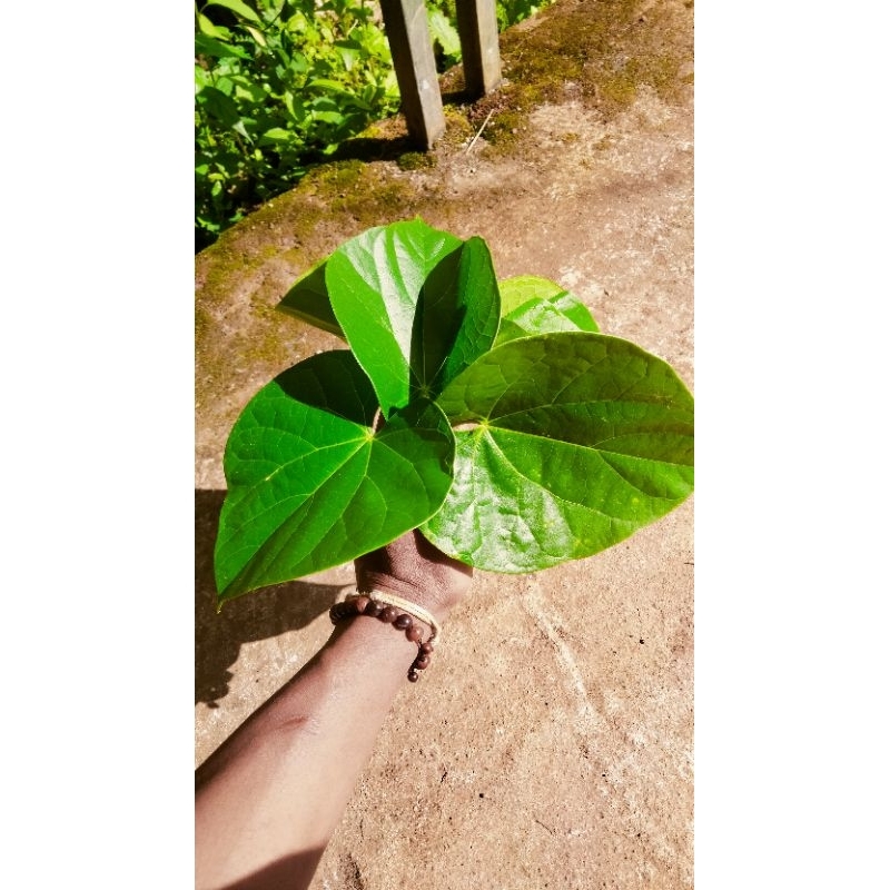 

Daun Batrawali Segar Perlembar Daun Brotowali Obat Herbal