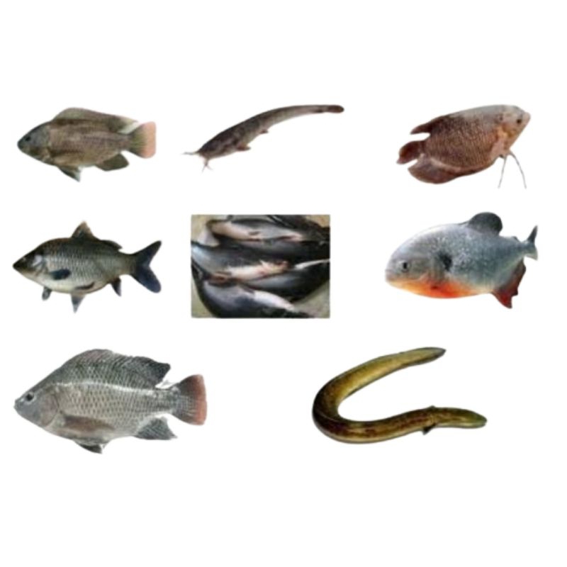 Aneka Ikan Konsumsi Segar Fresh Dari Hidup Dibersihin - Nila Mujair Bawal Gurame Mas Lele Gabus Pati