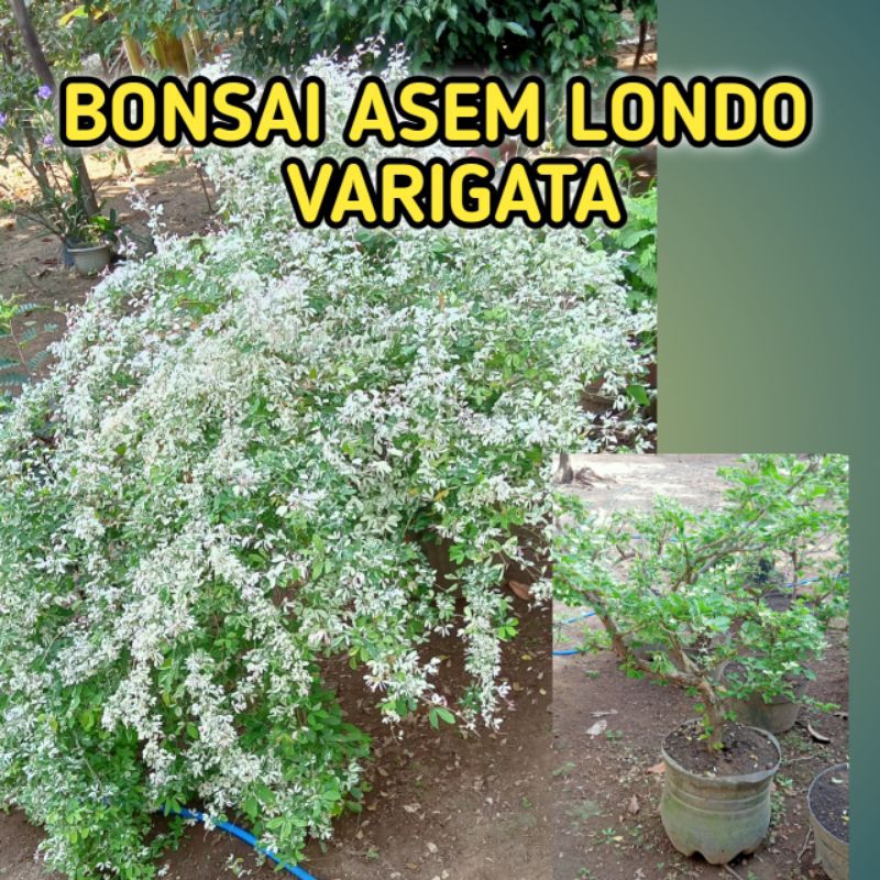 Bonsai Asem Londo Varigata Karakter