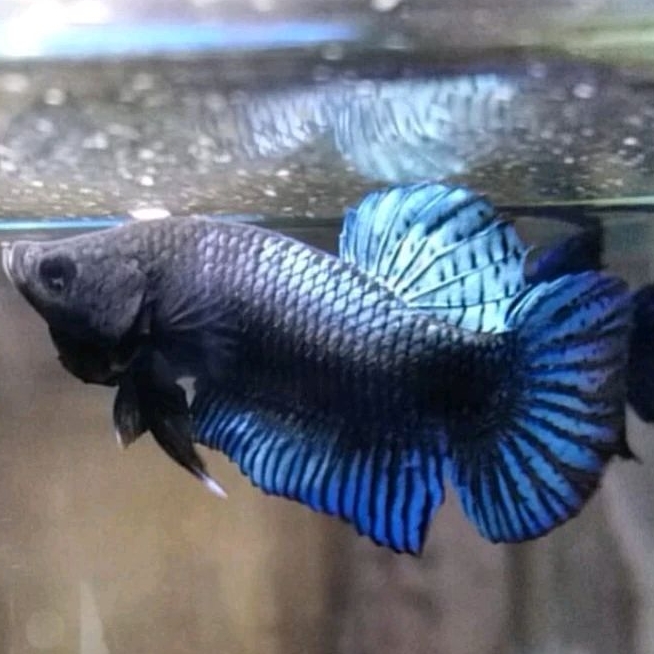 Cupang Aduan Fighter Import Thailand Original Rawatan Berkualitas Siap Tempur