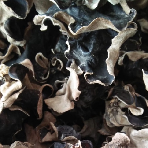 

Belanja Mantap Jamur Kuping Kering 1 kg Grade A Super Jamur Hitam Kering 1 KG Sortir