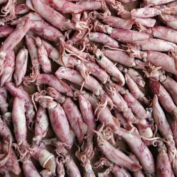 

Dapatkan Sekarang Cumi Sotong Kering 1Kg Murah Ikan Asin Cumi Kering