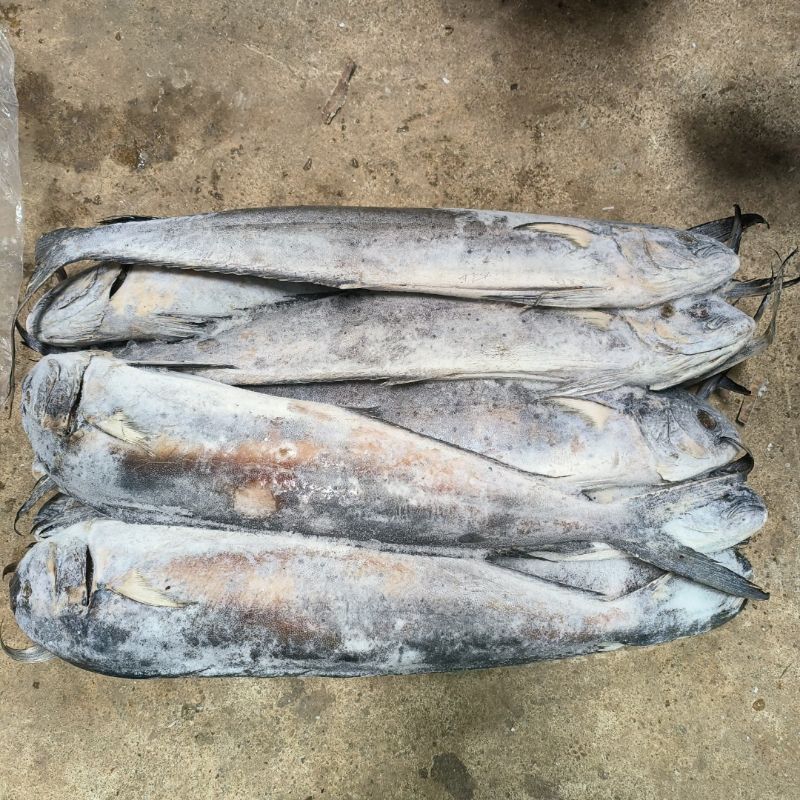 

Ikan Lamadang