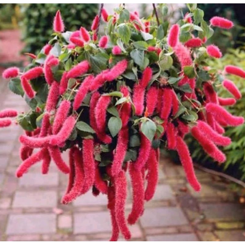 Tanaman gantung ekor kucing