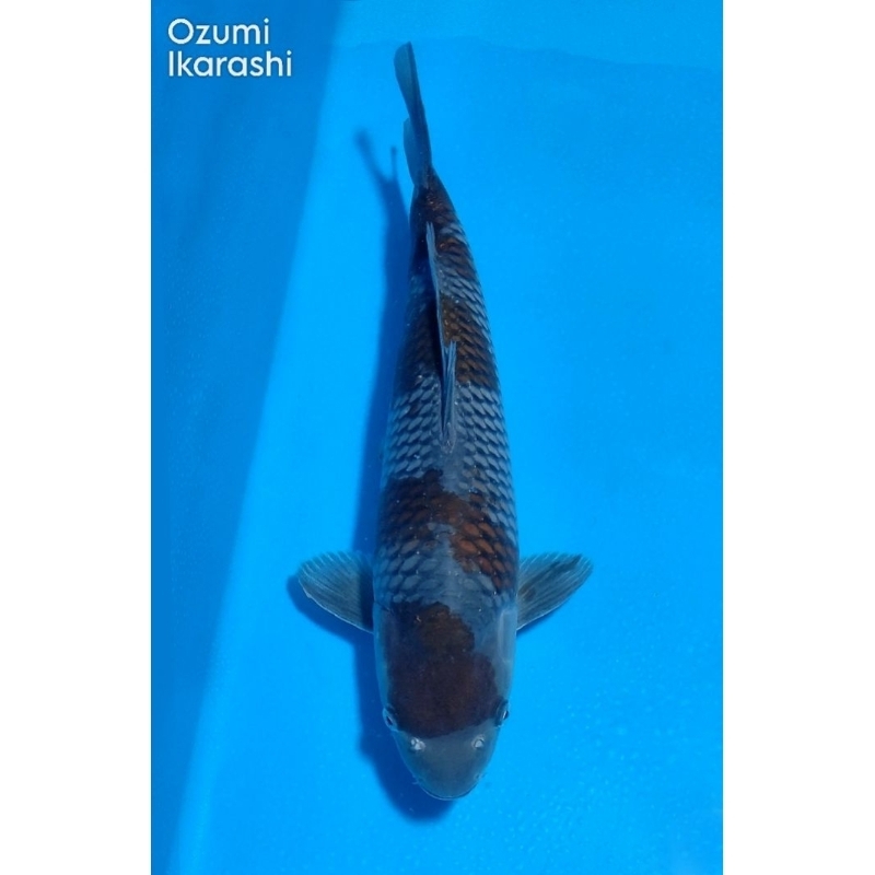 Ikan Koi Ochiba Ozumi Ikarashi 50BU Sertifikat Breeder Import Jepang