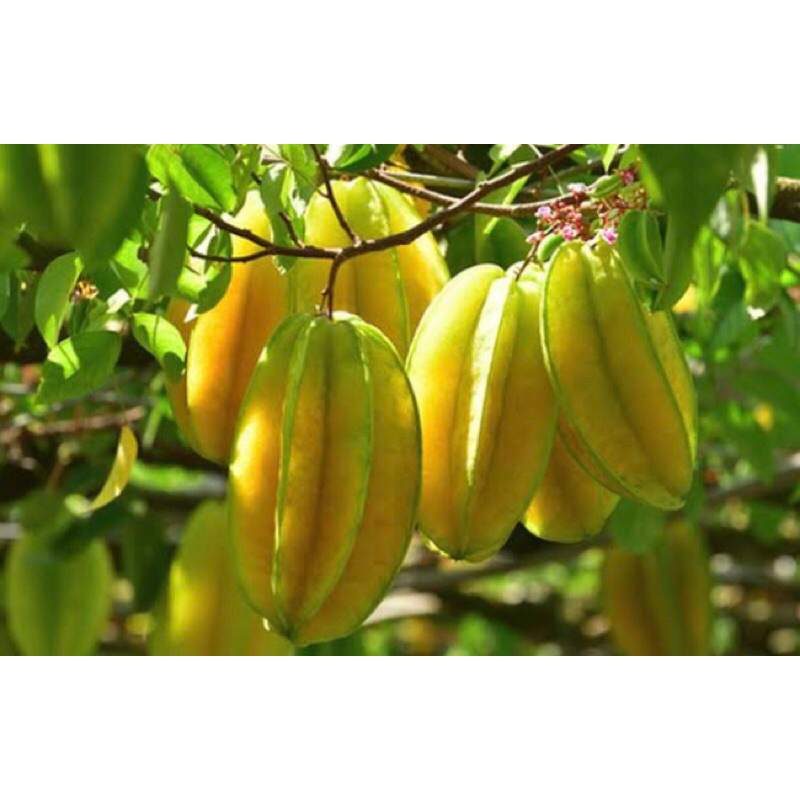 

BELIMBING 1kg fresh