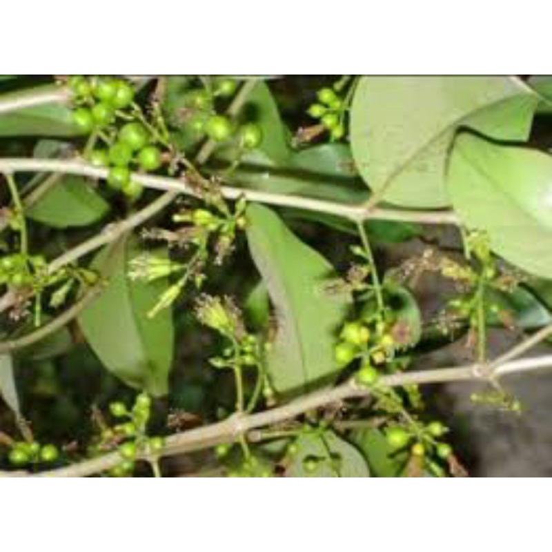 

daun benalu rambutan 500grm