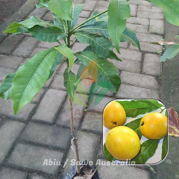 Bibit Abiu Sawo Kuning Australia Jumbo Rasa Manis