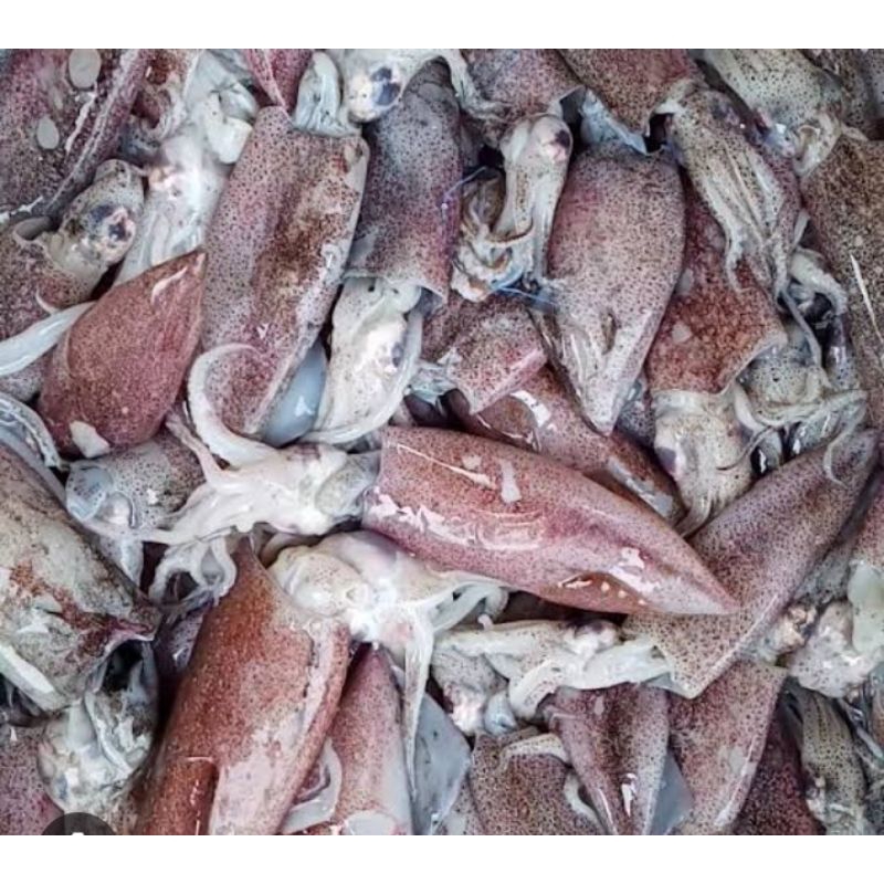 

500g cumi teropong / cumi basah fresh / pampang online