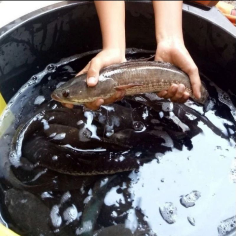ikan gabus 1kg ikan gabus hidup 1 kg