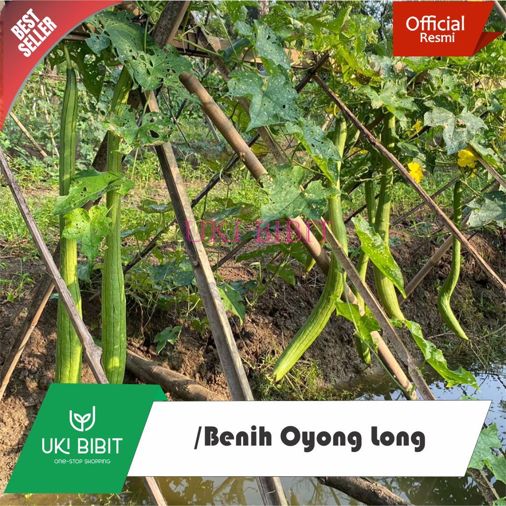 ( 10 Butir ) Benih Biji Oyong Long | Luffa Loofah | Luffa Silindris | Long Sponge Gourd