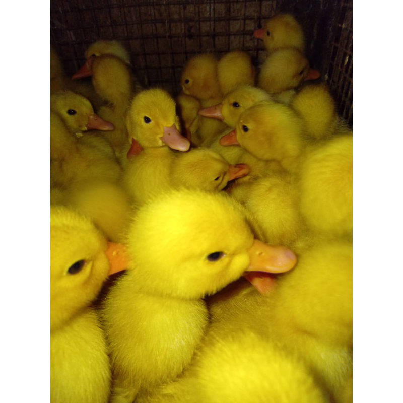 Bebek Peking Super Jumbo Vaksin Beli 15 Gratis 1.