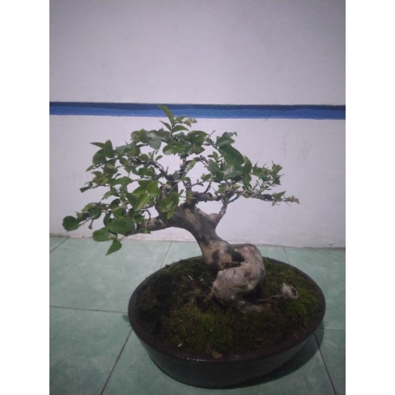 bonsai anggur brazil