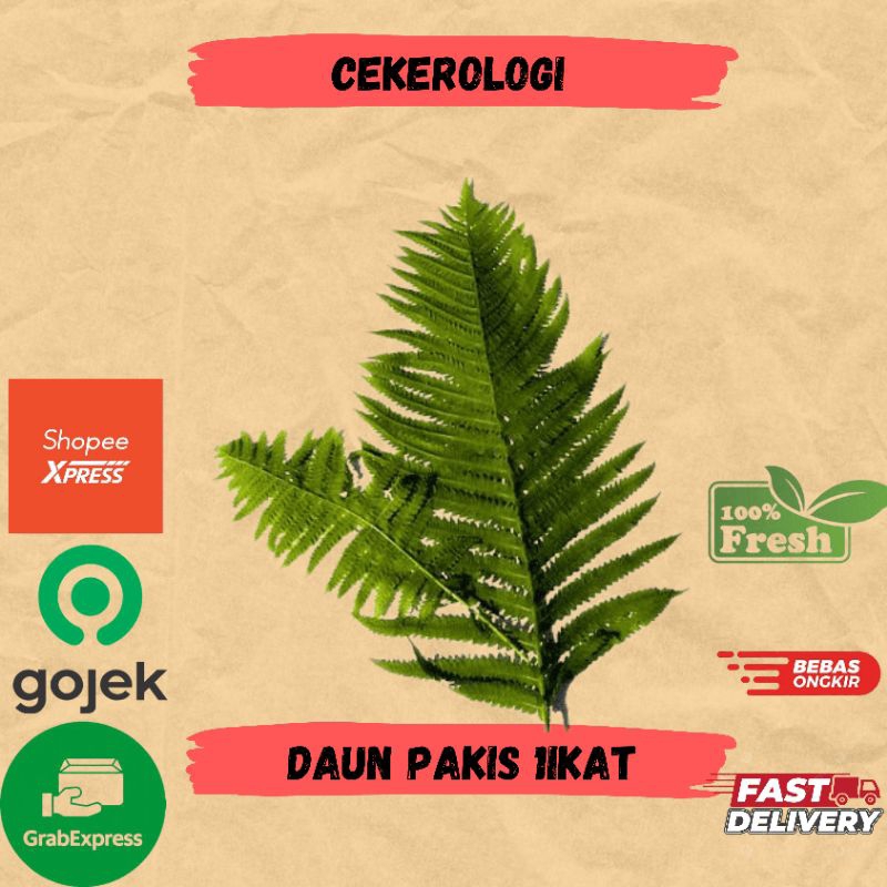 

Daun Pakis ikat / Daun Pakis / Daun Pakis Fresh Berkualitas / JABODETABEK / Daun Pakis / Sayur Fresh / Sayuran / Sayur