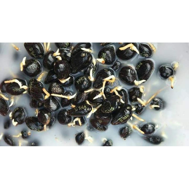 Eceran 5000/biji Benih sawit PPKS DXP SIMALUNGUN asli Original