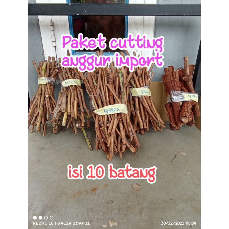 Paket batang cutting anggur import