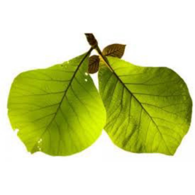 

daun jati Belanda 500grm