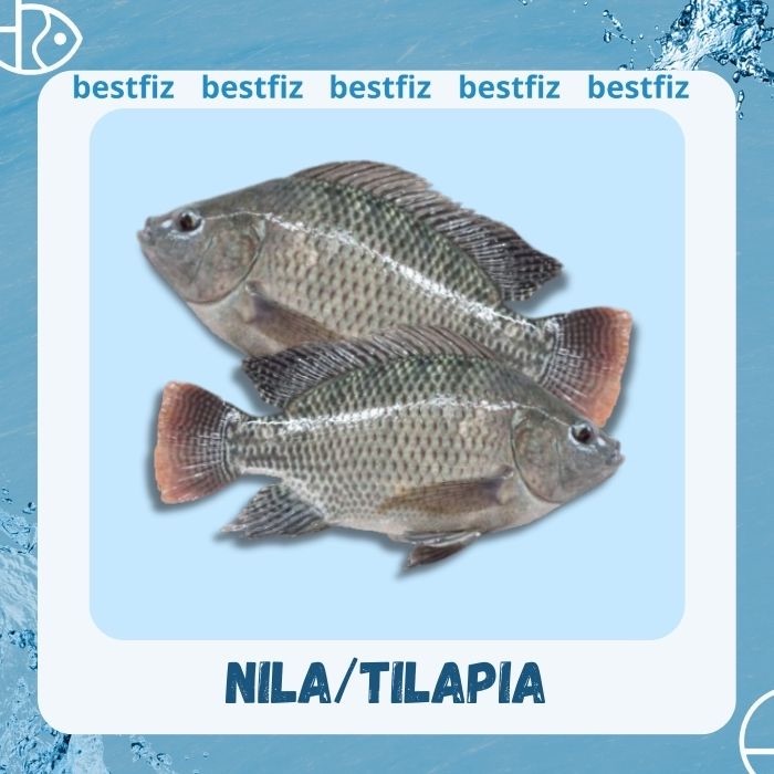 

Ikan Nila