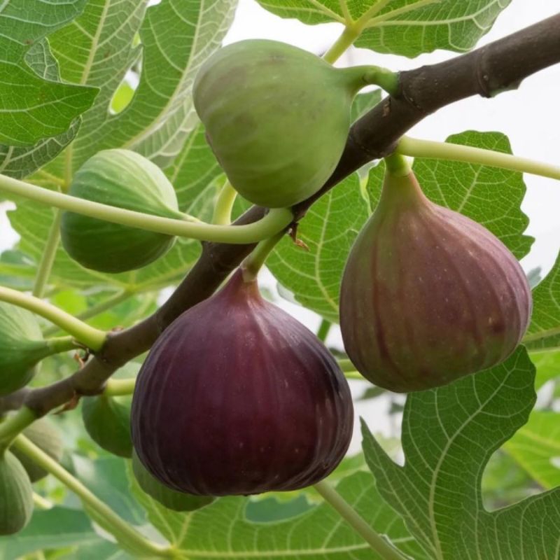 BIBIT TIN BERBUAH SUPER