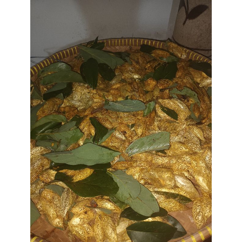 kepompong alpukat isi 100 biji