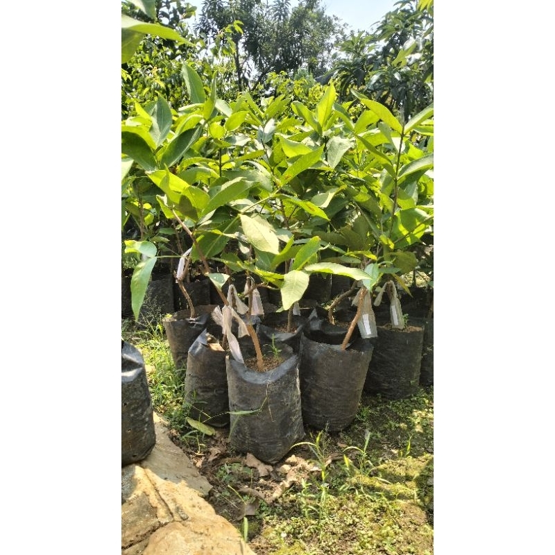 

Jambu Air Citra