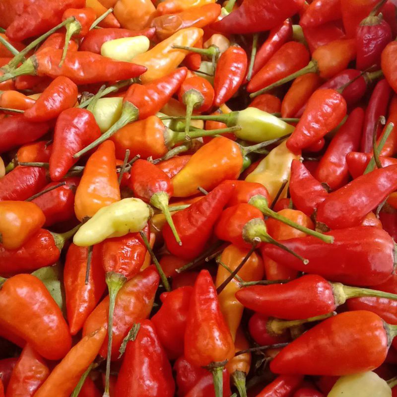 

Cengek Merah / Cabe Domba 250gr