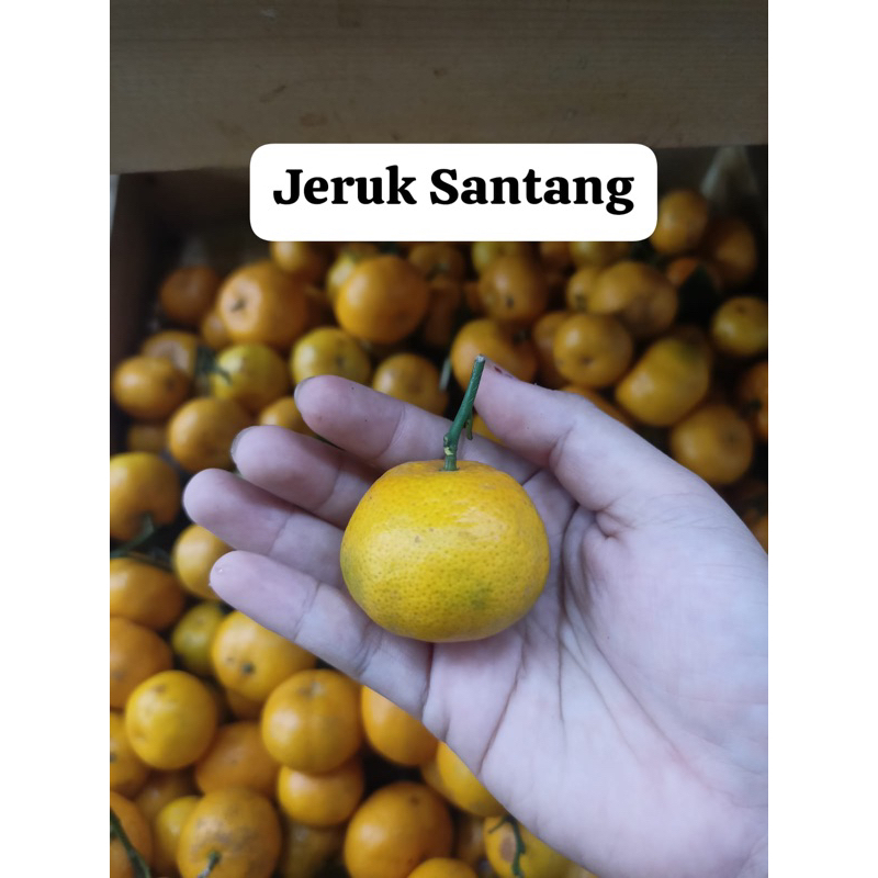 

buah jeruk santang
