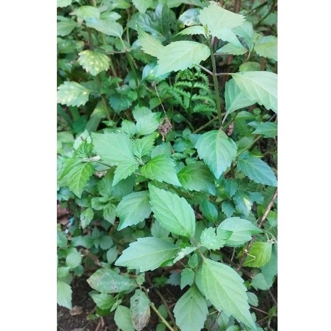 

Daun kumis kucing segar paketan 250 gram