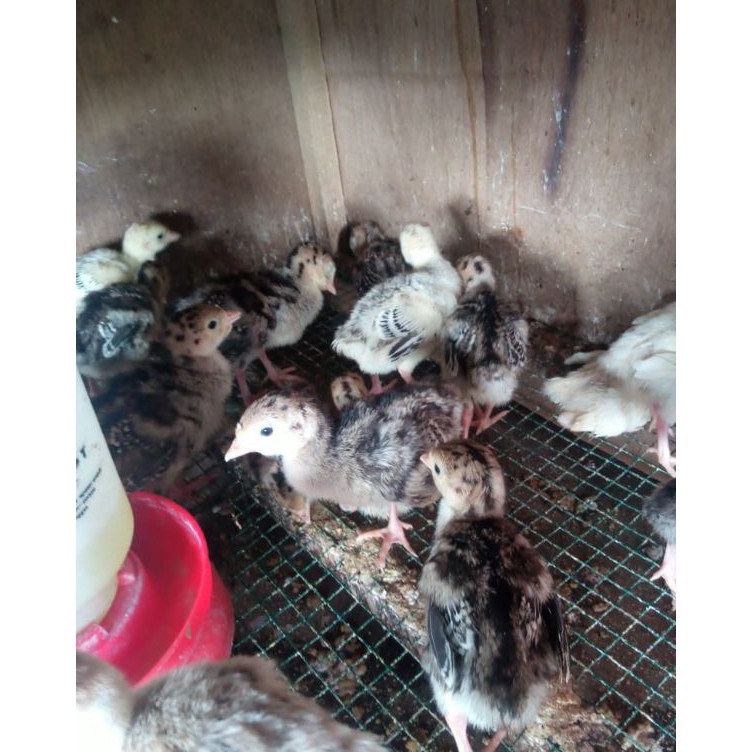 KODE P34K kalkun  ayam kalkun  anak ayam kalkun  bibit kalkun