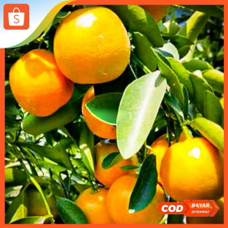 Bibit Jeruk Chokun jeruk Keprok kondisi berbuah